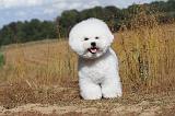 BICHON FRISE 017